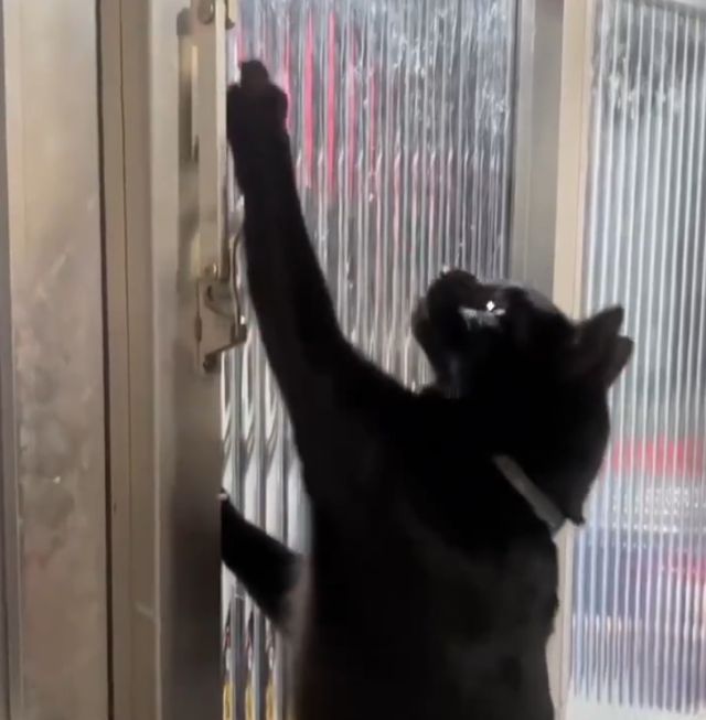 Черный кот