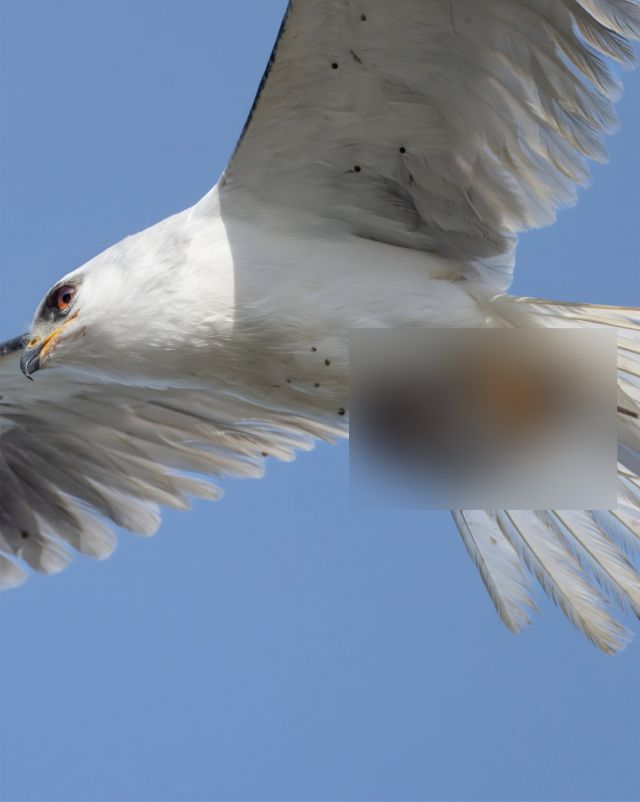 Американскому фотографу удалось заснять уникальный момент Американскому фотографу удалось заснять уникальный момент