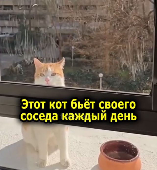 "Как достать соседа": парня каждый день бьет кот