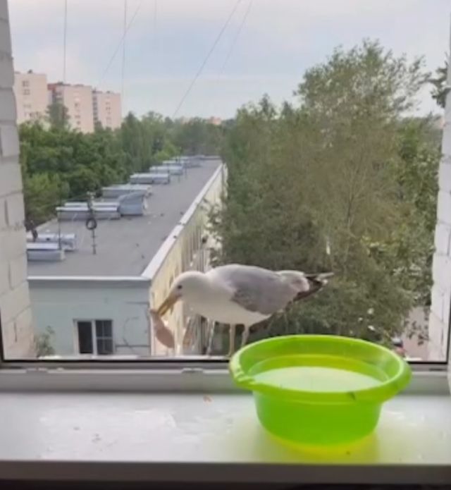 чайка