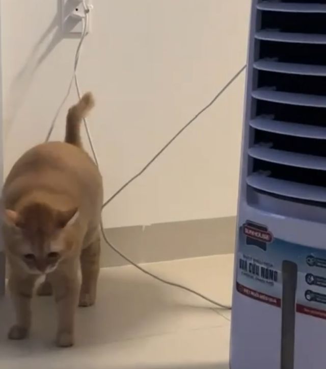 Когда не похудел к лету