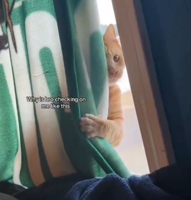 Каждый кот - это шпион