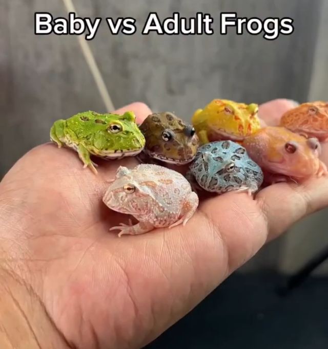 лягушки