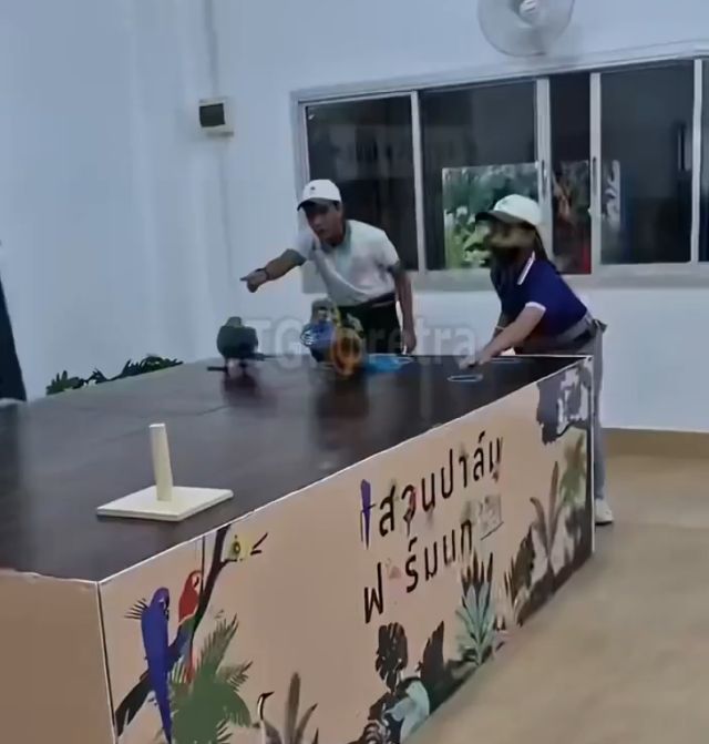 Самый хитрый попугай