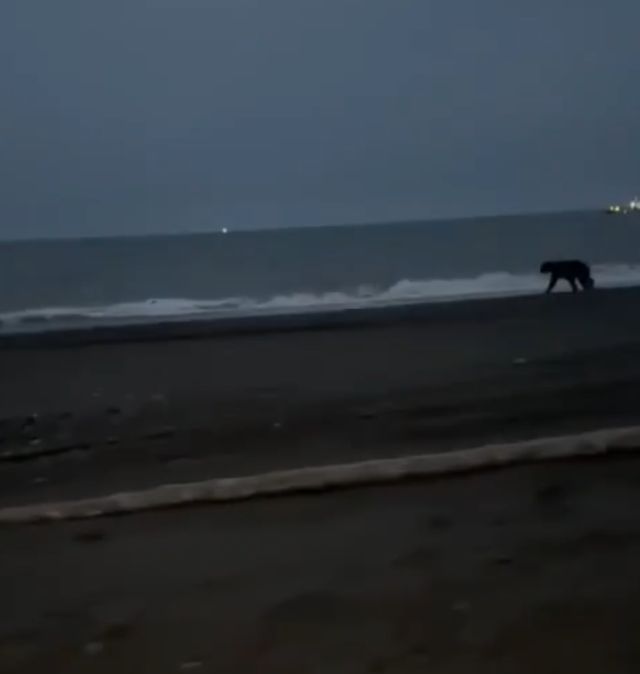 медведь