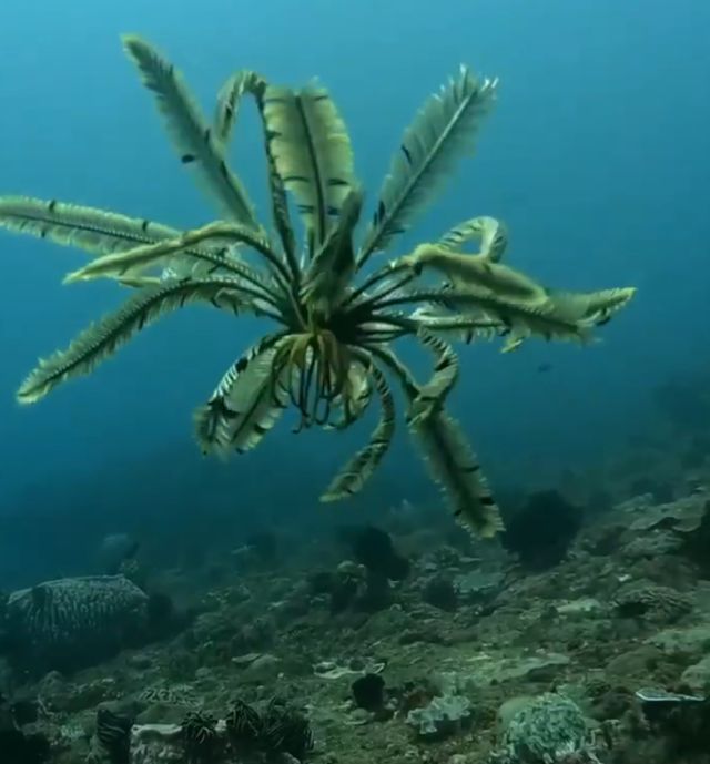 морская лилия