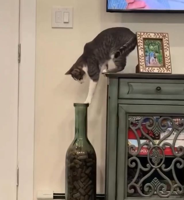 кот играет