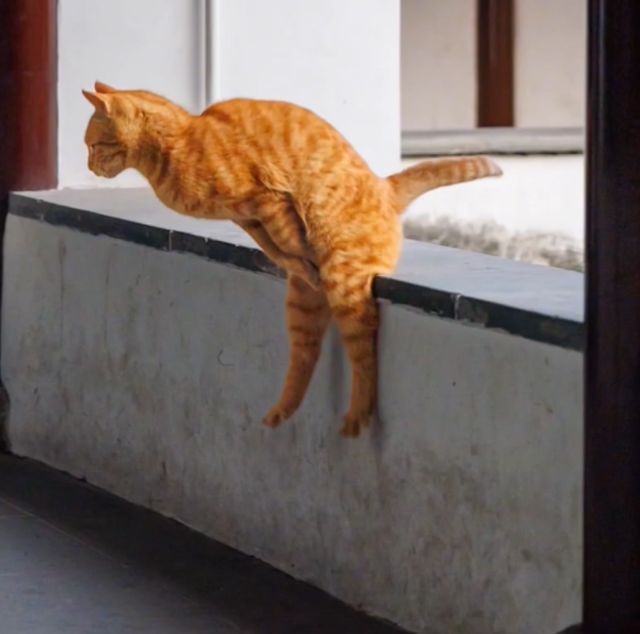 рыжий кот