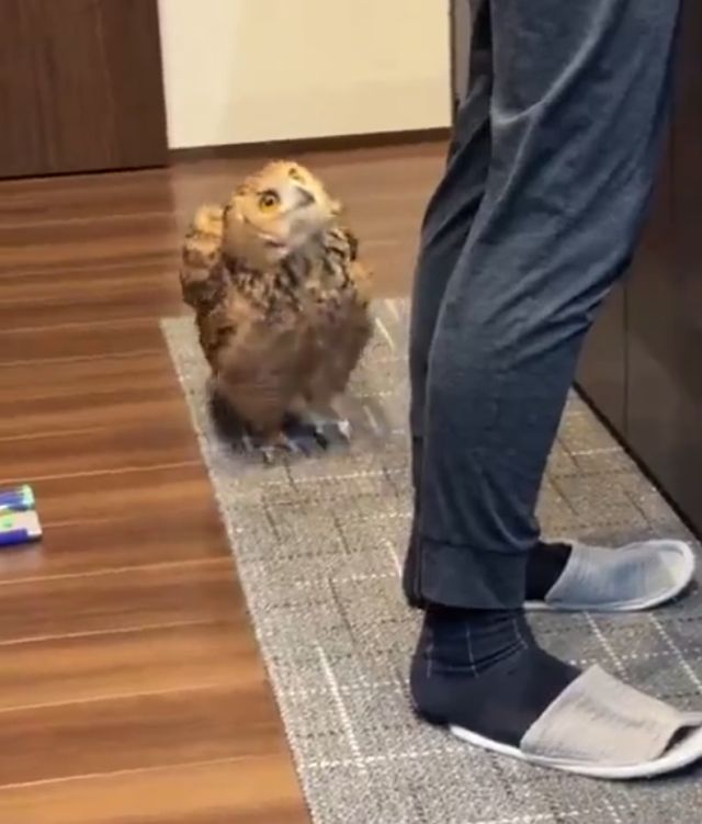 сова