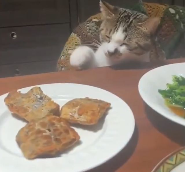 кот за столом кот за столом