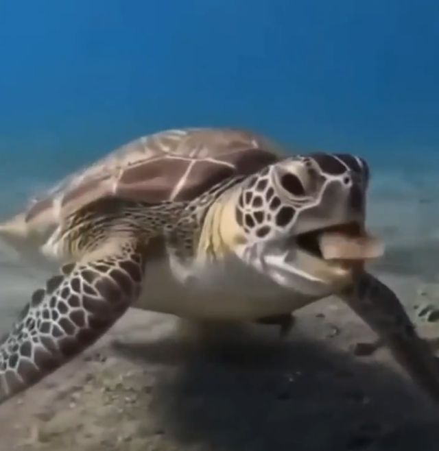 Черепаха решила попробовать морского червя