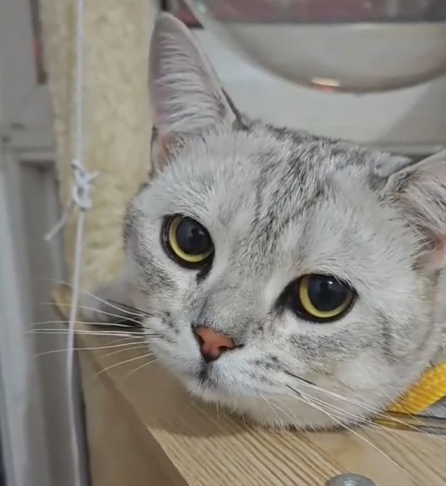 В этой лежанке может отдыхать только один