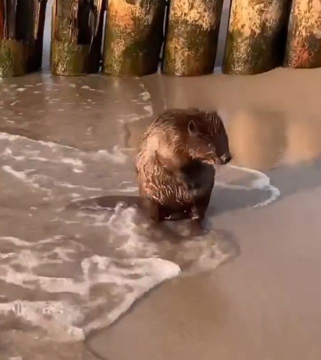 Внимание, бобер на море