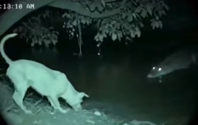 собака и крокодил