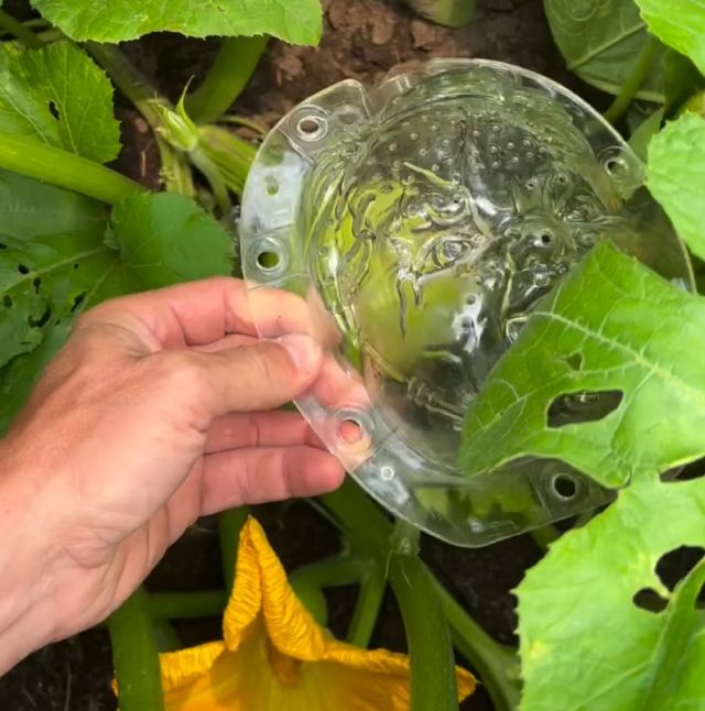 Кабачок с лицом куклы Чаки