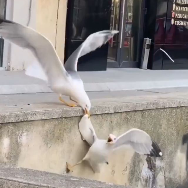 Чайки