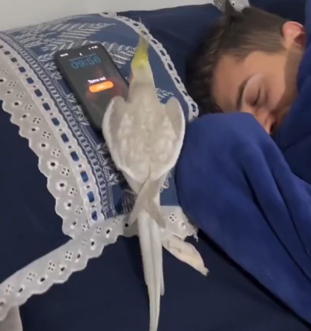 Попугай