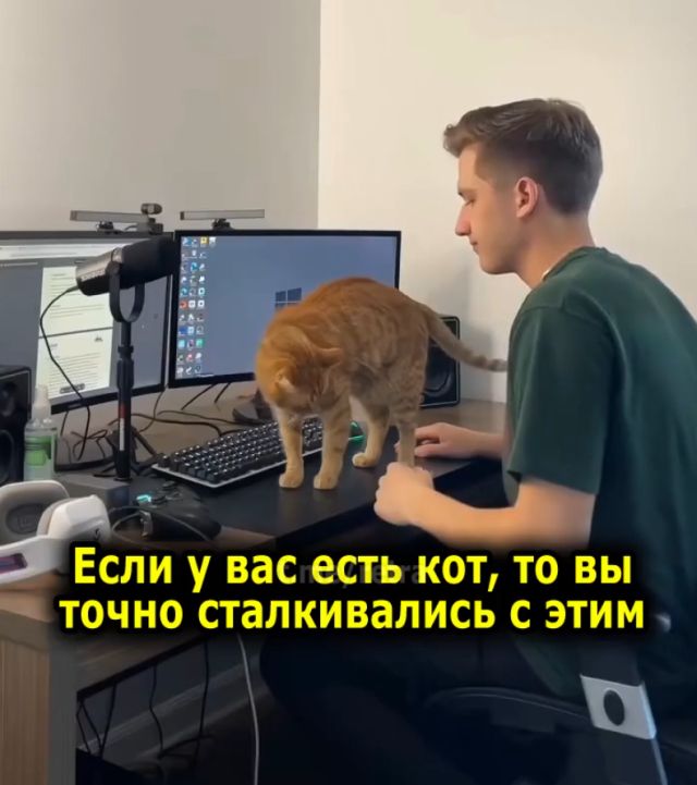 Что делать, если кот мешает работать за компьютером