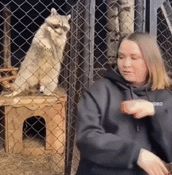 Синхронный танец девушки с енотом