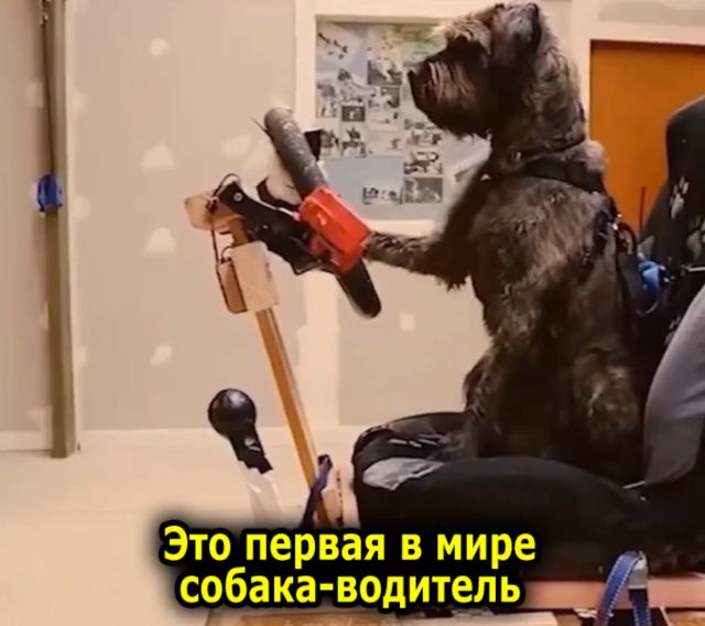 В Новой Зеландии есть специальная школа, где собак обучают управлять автомобилем