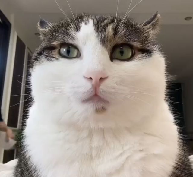 кот