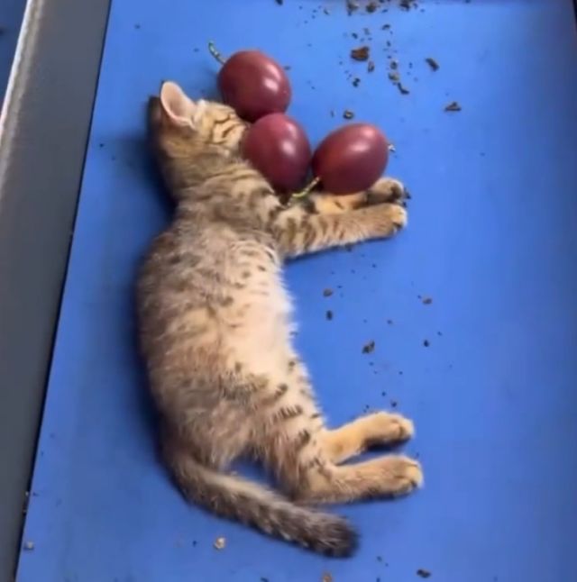 котенок спит