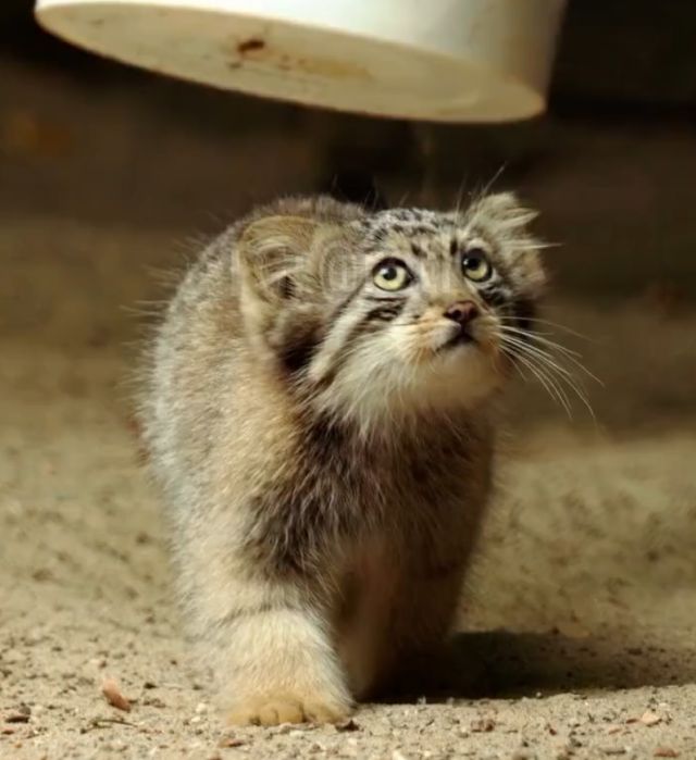 Кормежка малышей манулов