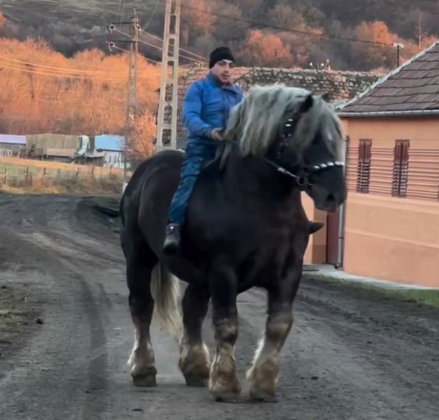 самые огромные в мире лошади самые огромные в мире лошади