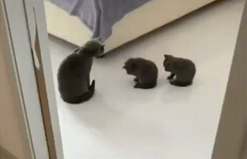 Кошка учит котят умываться
