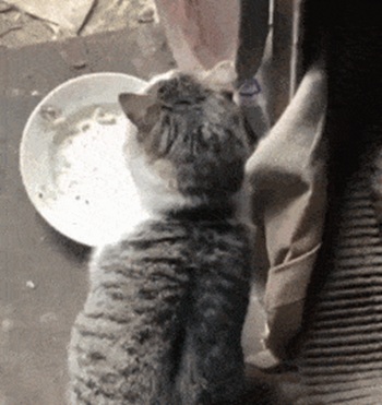 Забавная стычка двух котов
