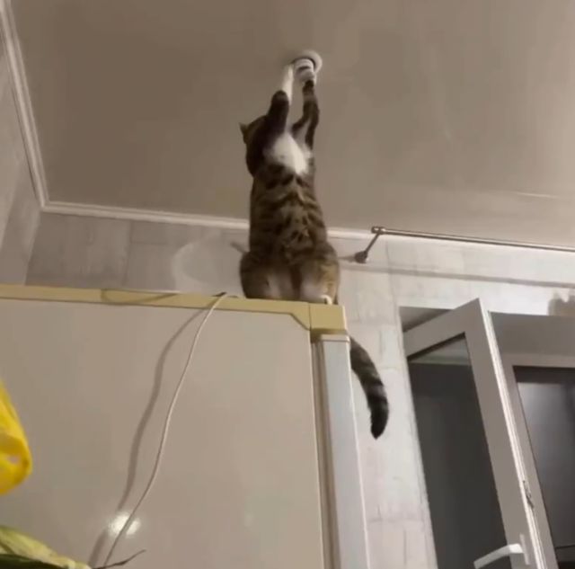 кот кот