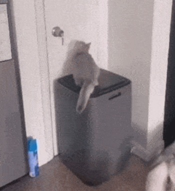 Котик случайно провалился в корзину