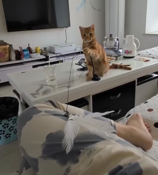 Купили коту игрушку и вот, что из этого вышло