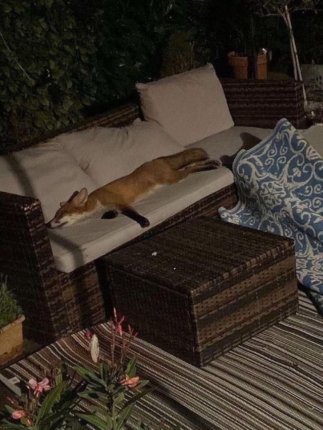 Девушка обнаружила дома неожиданную гостью