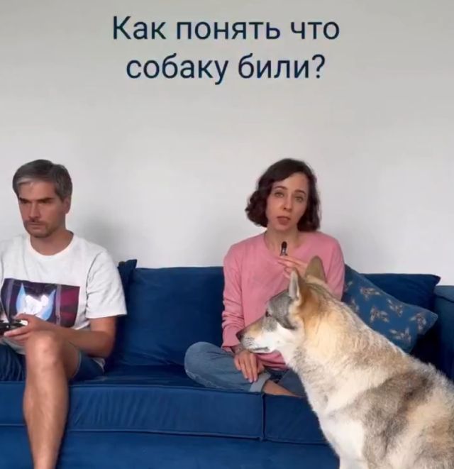 Как понять, что собаку били?