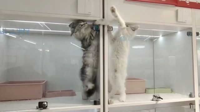 коты