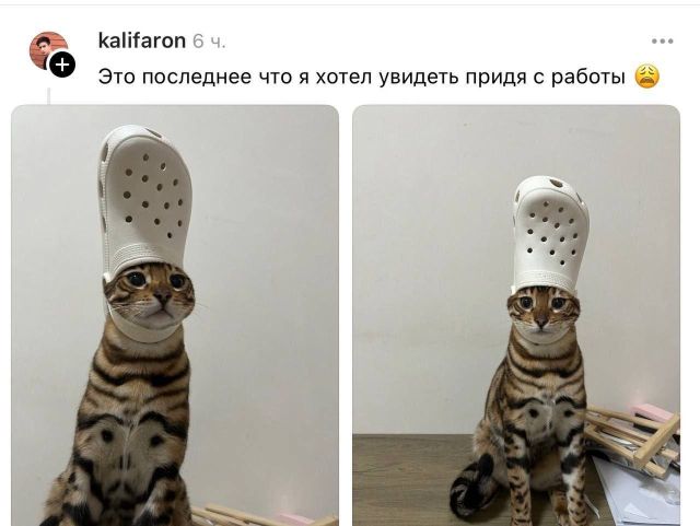 Пушистый Папа Римский