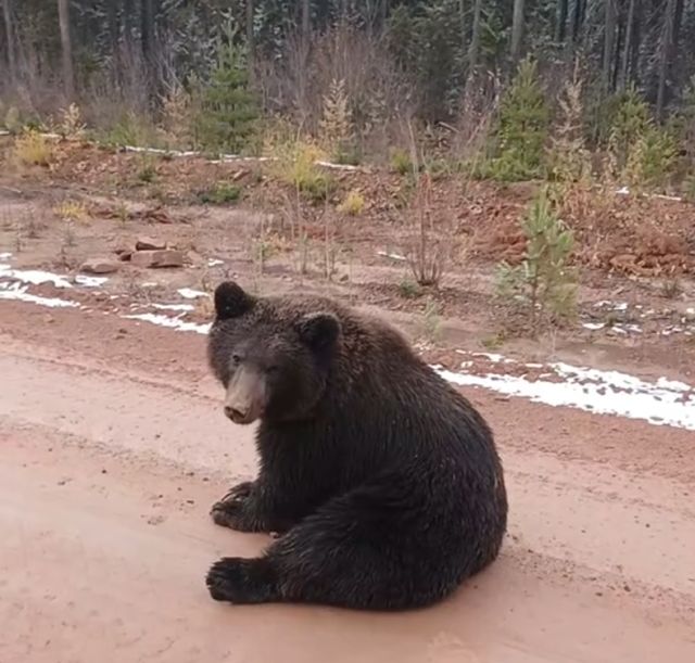 медведь медведь