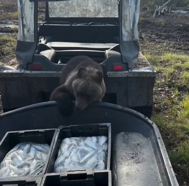 Самый воспитанный медведь на Камчатке