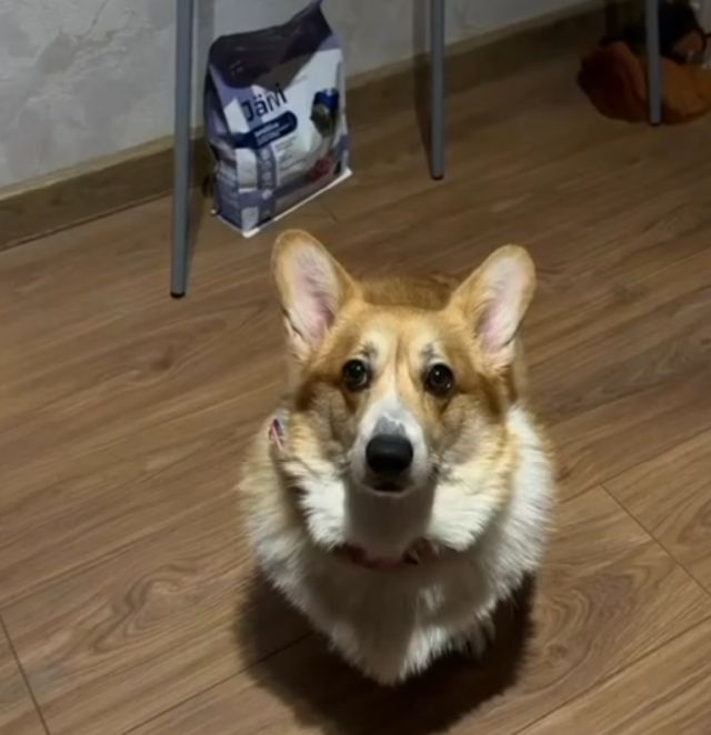 Корги
