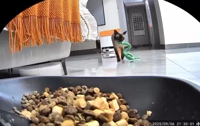 Кот привел друга покушать