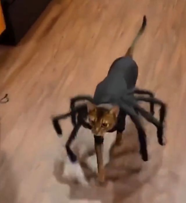 Хэллоуинские костюмы для котов