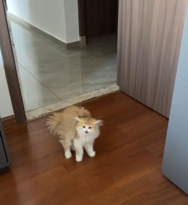 Котенок не узнал хозяйку с новой стрижкой