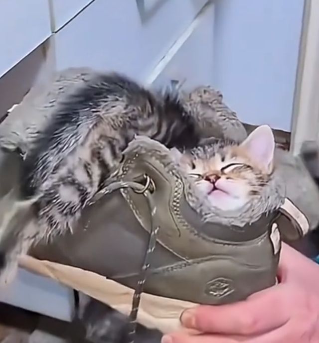 Очередное доказательство того, что коты могут спать где угодно