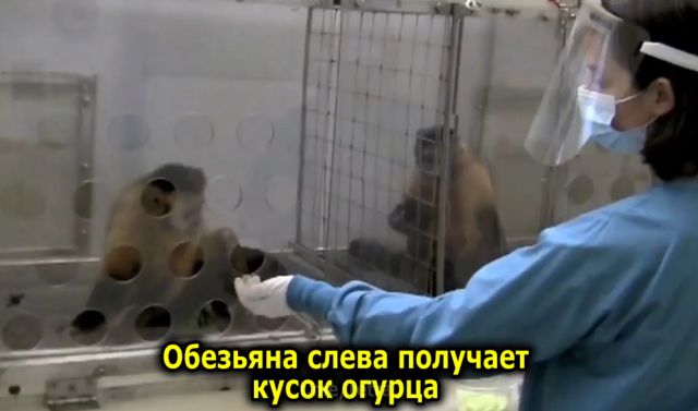 Исследование: обезьянам не нравится, когда им платят неравную зарплату за одинаковую работу