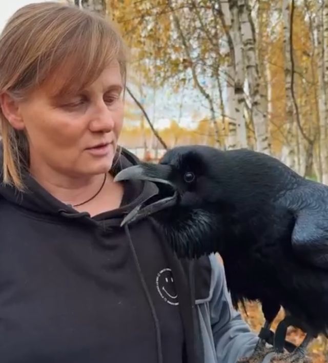 ворон