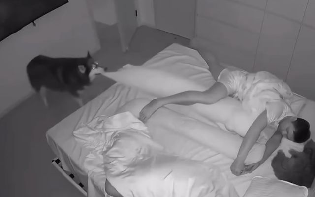 хаски, который очень хочет спать в обнимку с хозяином хаски, который очень хочет спать в обнимку с хозяином