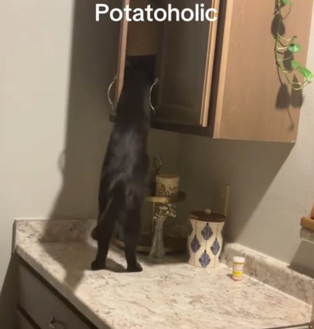 Внимание, кот украл картошку