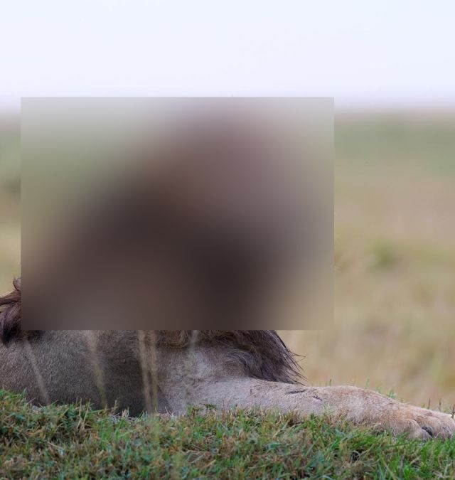 Самый модный лев Самый модный лев