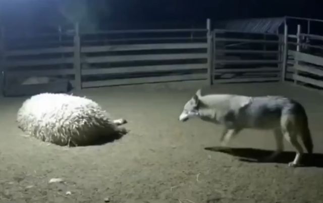 Такой подставы волк не ожидал